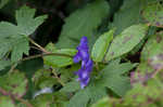 Southern blue monkshood <BR>Monkshood